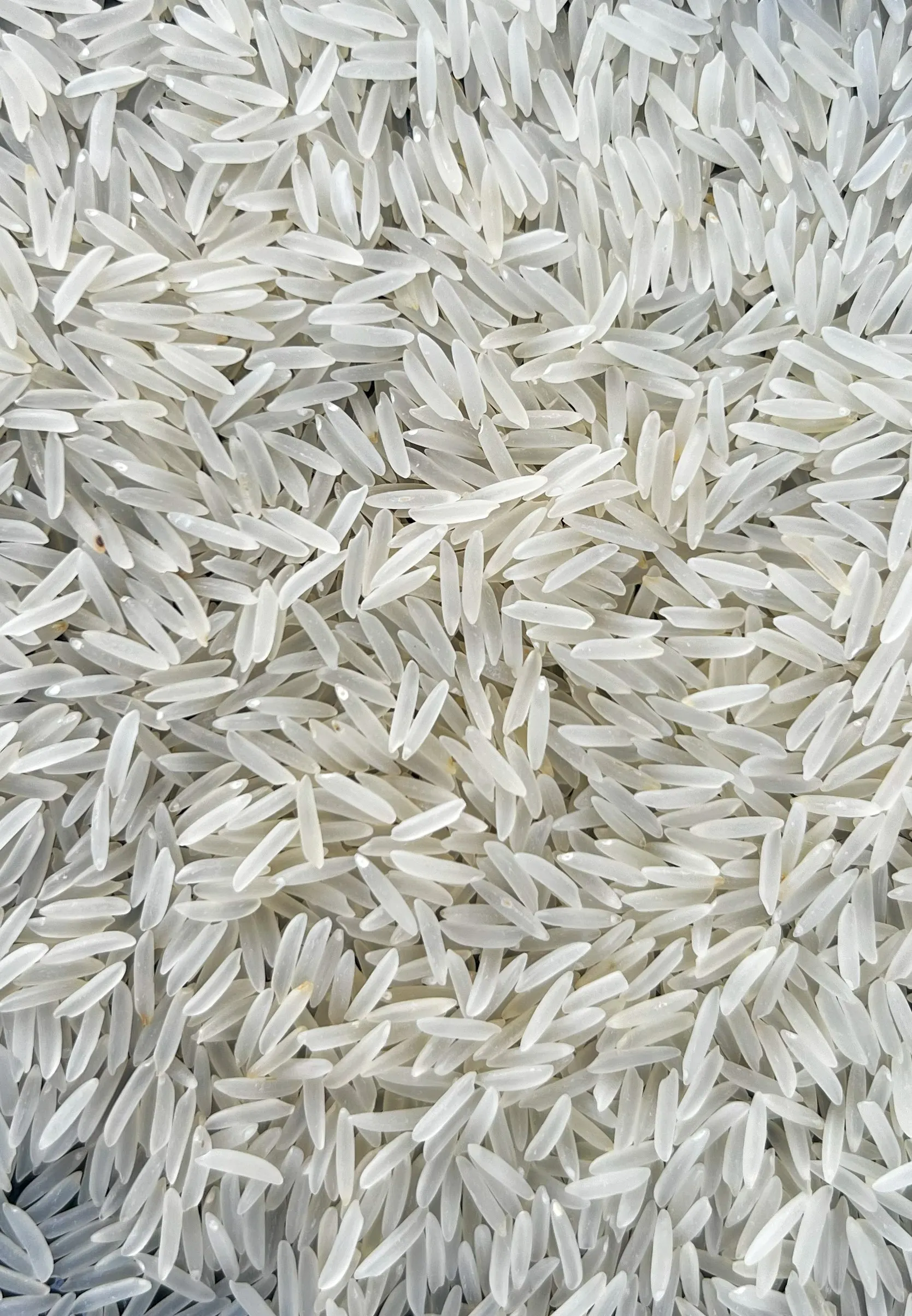 1121 Sella Basmati Rice from UrbanFresh Rice Mills
