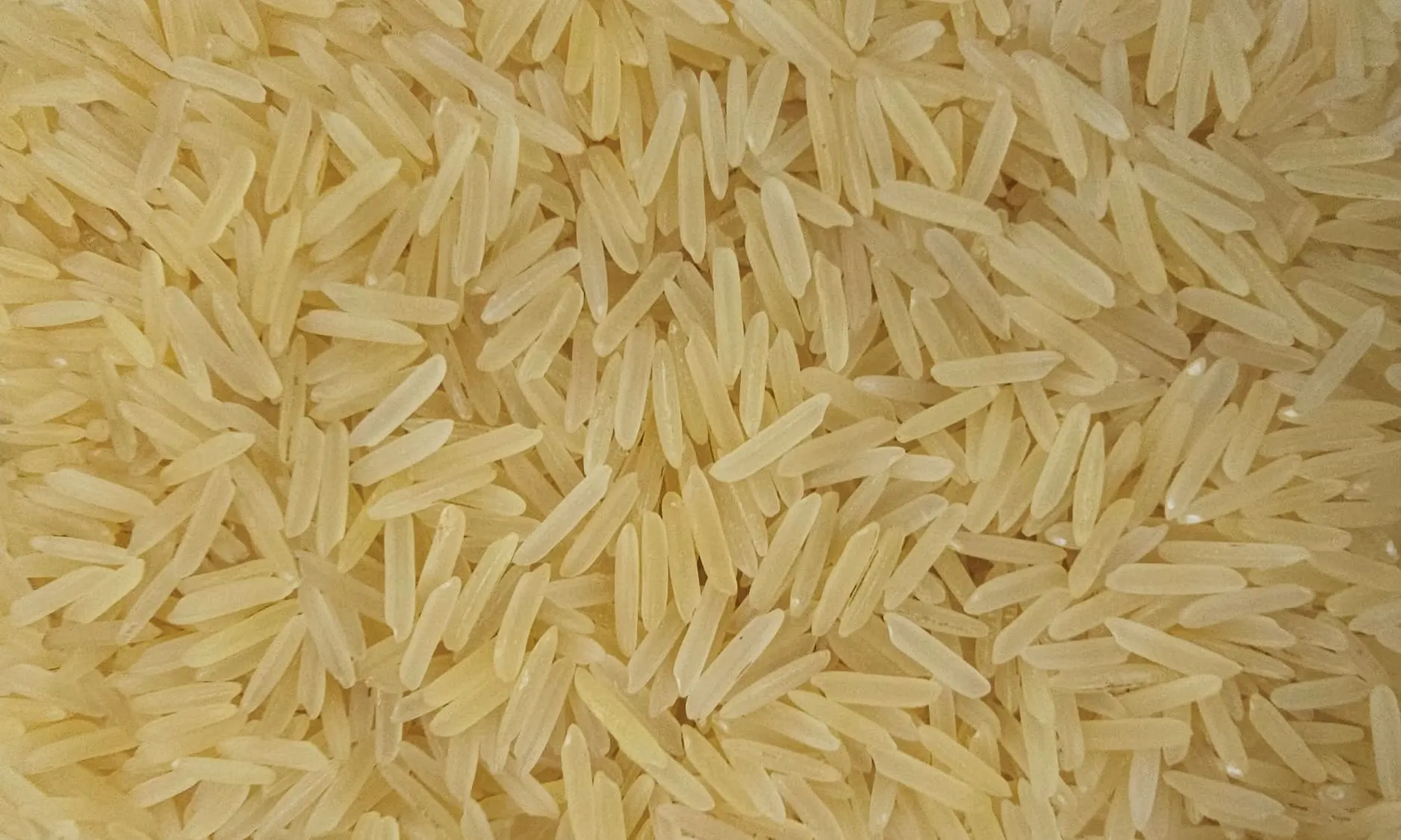 1509 Golden Sella Basmati Rice from UrbanFresh Rice Mills