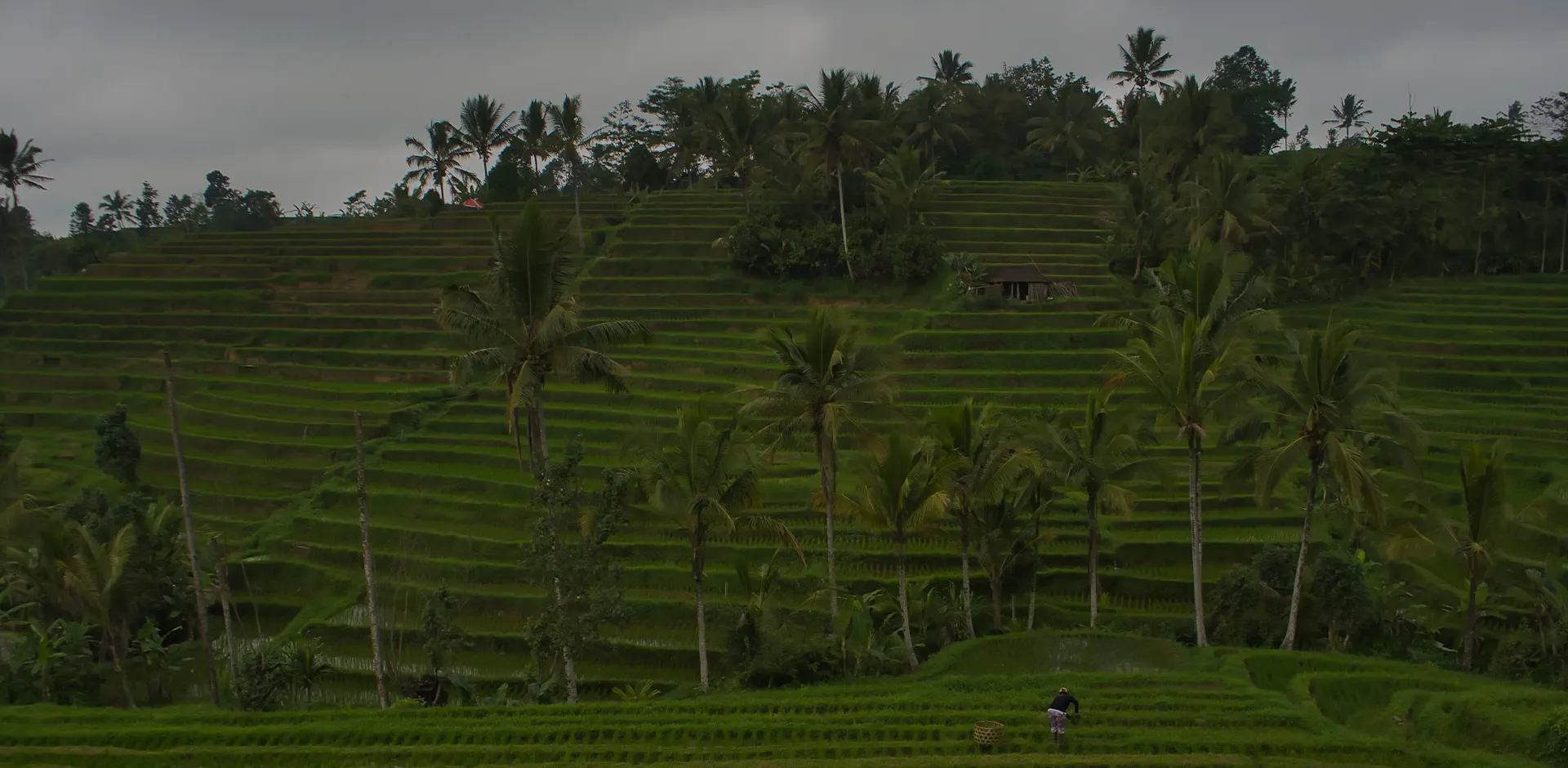 Terraced rice fields during the growing season